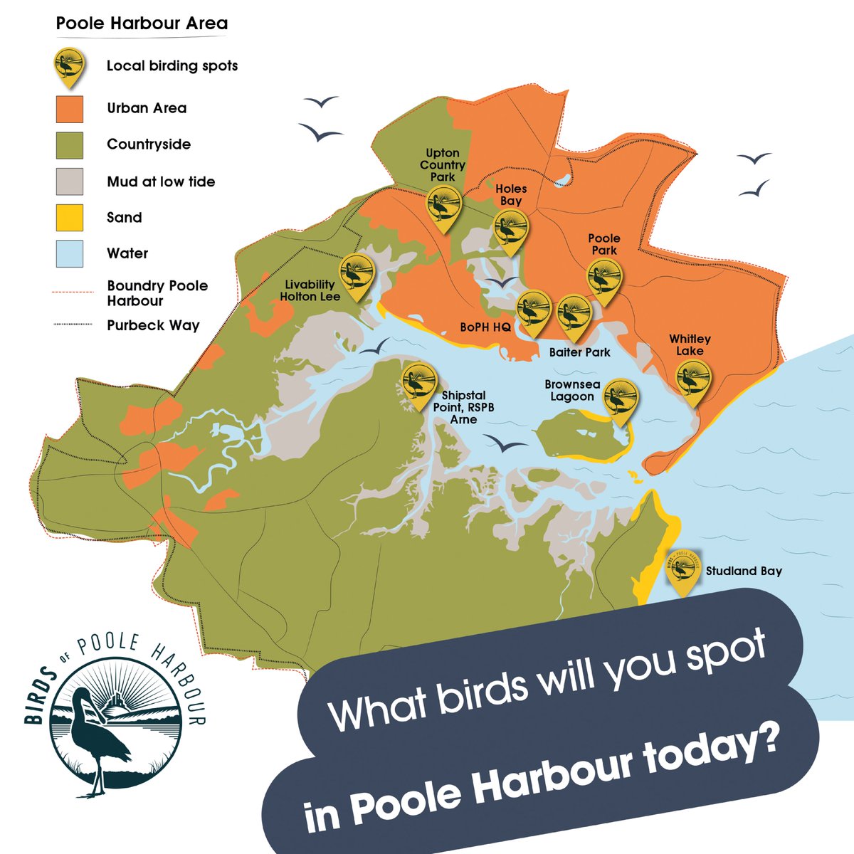 Poole Harbour is made up of many different habitats, which in turn provides a stunning variety of bird life throughout the entire year.

Pick up your free guide when visiting the <a href="/harbourbirds/">Birds of Poole Harbour</a>  Gallery Takeover to help you learn where the best places are to watch birds.