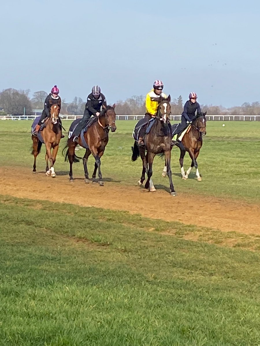 newmarketbets's tweet photo. A bit brighter on #NewmarketHeath today and fantastic to see Sir Michael Stouteβs horses out.. Cheltenham next week and then the Flat turf just around the corner. thatβs what I am waiting for..π https://t.co/x27lonKvaC