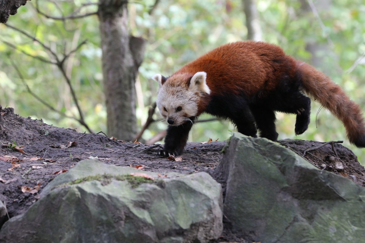 WeLove_Pandas's tweet photo. Giant pandas have 42 teeth. Like humans, giant pandas have two sets of teeth in their lifetime. #panda #pandafacts #facts #welovepandas https://t.co/T2MlWCwKiY