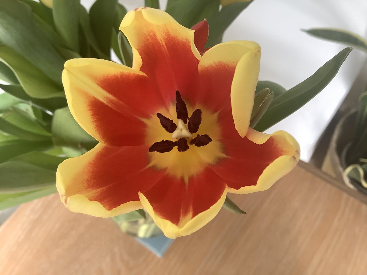DonnaCarlyle8's tweet photo. Happy Friday everyone!
Tulips. Never really looked closely before but they are really stunning and beautiful inside π· #springonitsway #rest #weekend https://t.co/iestgZoFEj