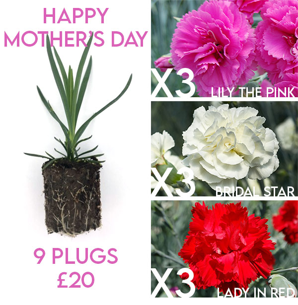 whetmanpinks's tweet photo. A wonderful Mother's Day offer from Whetman Garden Plants.

9 3cm plug plants for £20

You will receive 3 plugs of each of the following varieties:

Bridal Star, Lady in Red and Lily the Pink.

#garden #gardening #MothersDay #spring2022 #spring #whetmanpinks #Flowers #plants https://t.co/m6p9a3039x