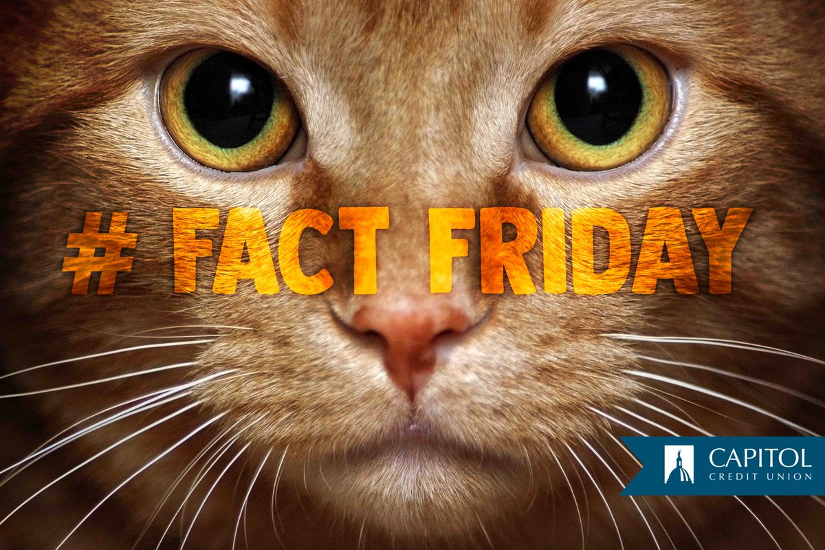 #FactFriday

The whiskers on a cat aren’t just cute, they serve a very important function in assisting cats with getting around, especially at night. Whiskers allow a cat to detect and respond to changes in their surroundings.