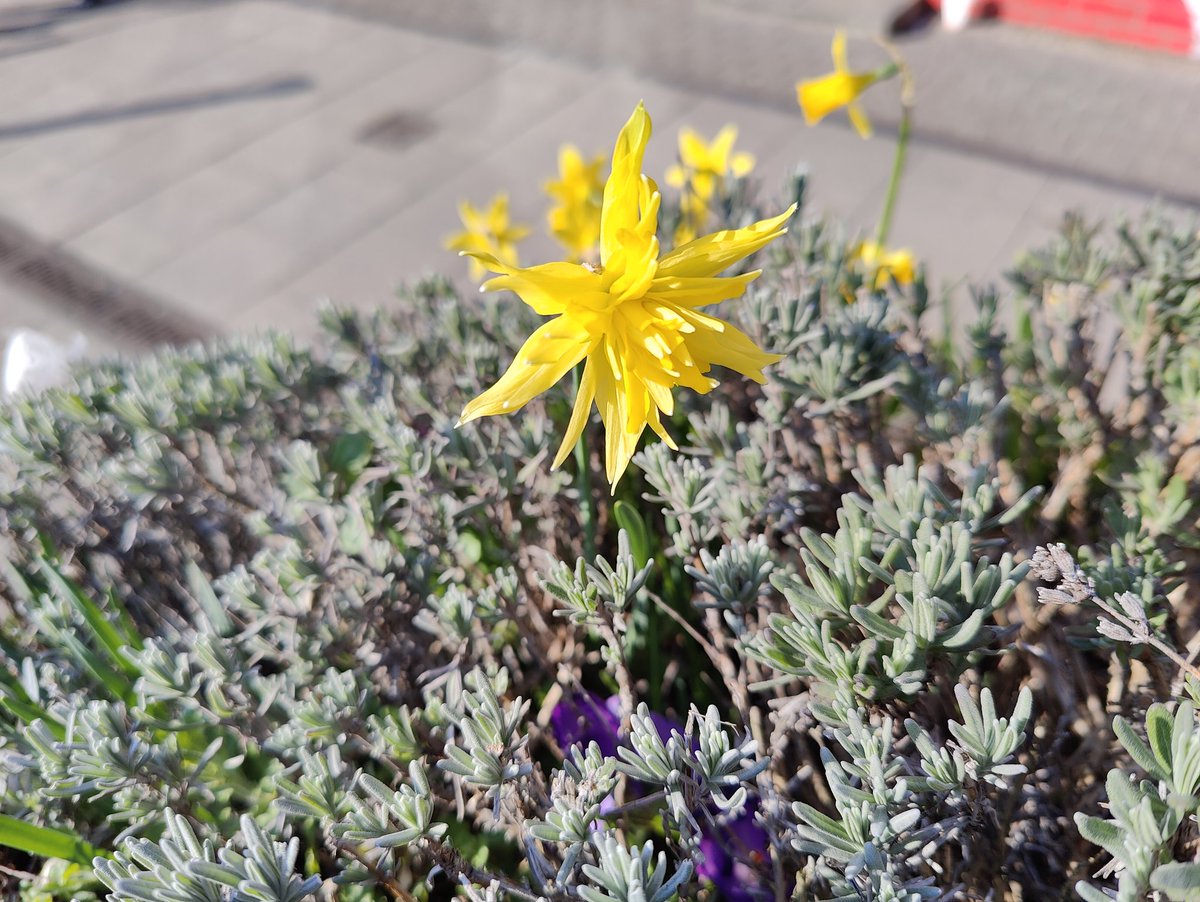 debugtiger's tweet photo. Point & Shoot on a windy day in the UK
#OnePlus10Pro #MainCamera
#MobilePhotography #Photo https://t.co/CKWCWp2NXW