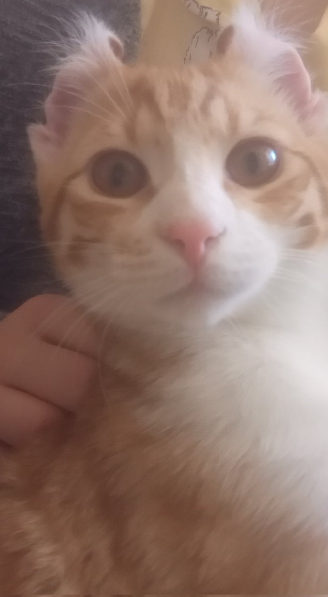 Geçici olarak baktığım Susam'a ömürlük yuvasını arıyoruz! 6 aylık erkek, aşıları tam ve tam oyuncu bir aşk kedisi. Diğer kediler ile de iyi anlaşıyor. Çankaya, Ankara'da. İletişim --&gt; Ben 😸😸
#yuva #ankarayuva