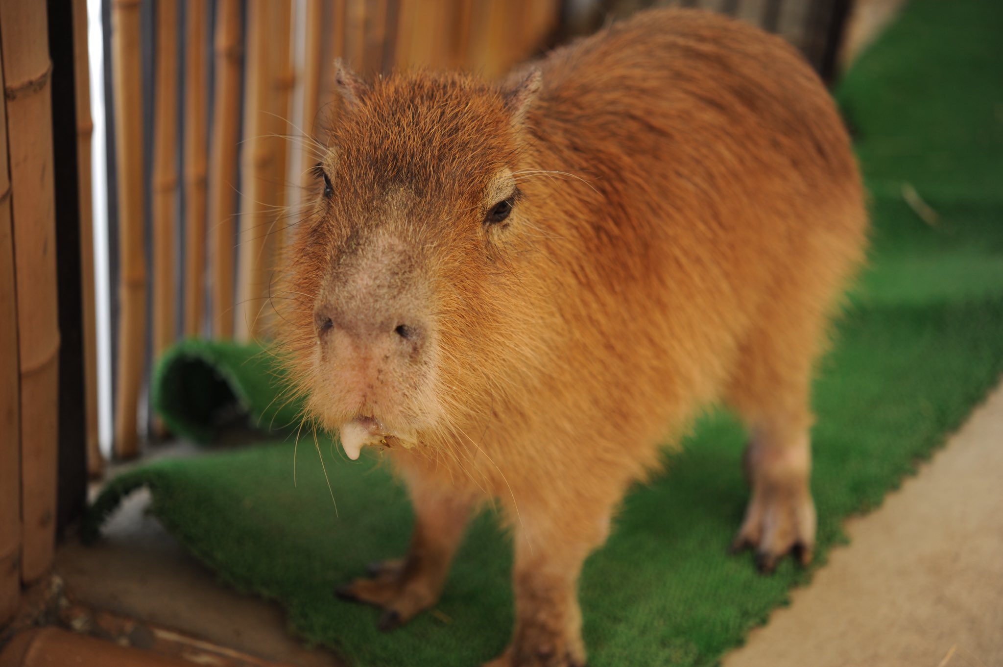 八重樫です カピバラ大好き Capybara4ever Twitter