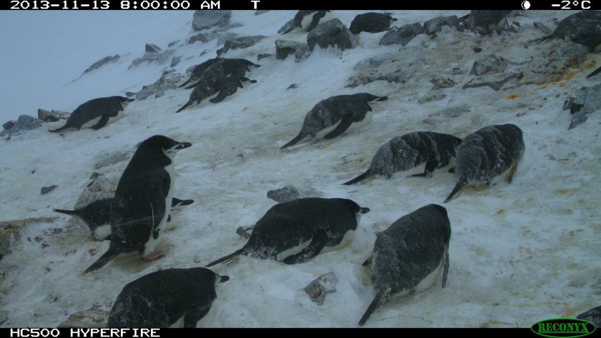 When it becomes too windy, #penguins will lay down tail facing the wind to protect themselves. That's why you may see them all looking in the same direction like here with the Chinstraps of Orne Harbour #FunFactFriday #PenguinResearch #CitizenScience #Antarctica