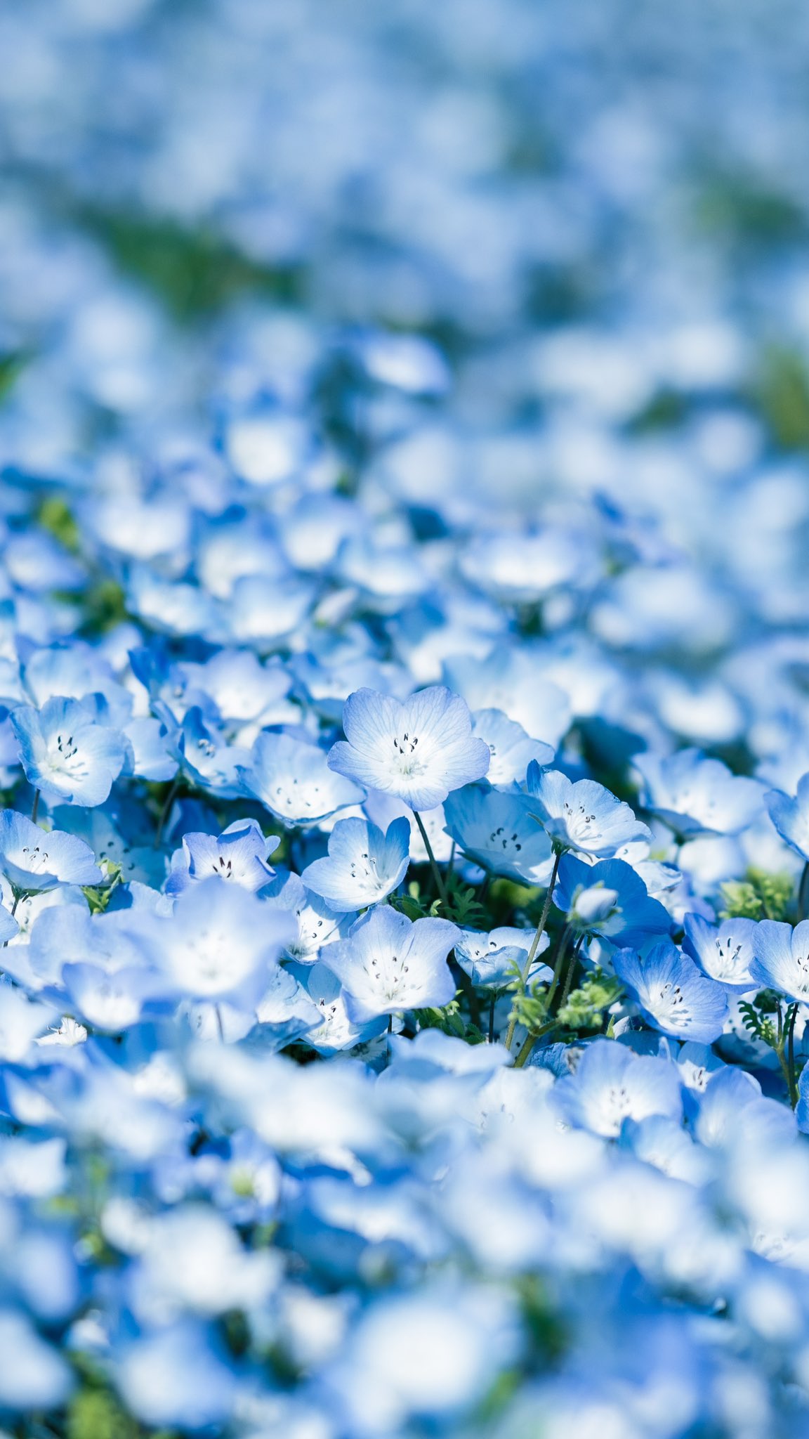 Twitter 上的 霧月 傑 画面いっぱいのネモフィラ T Co 0oxldisj Twitter