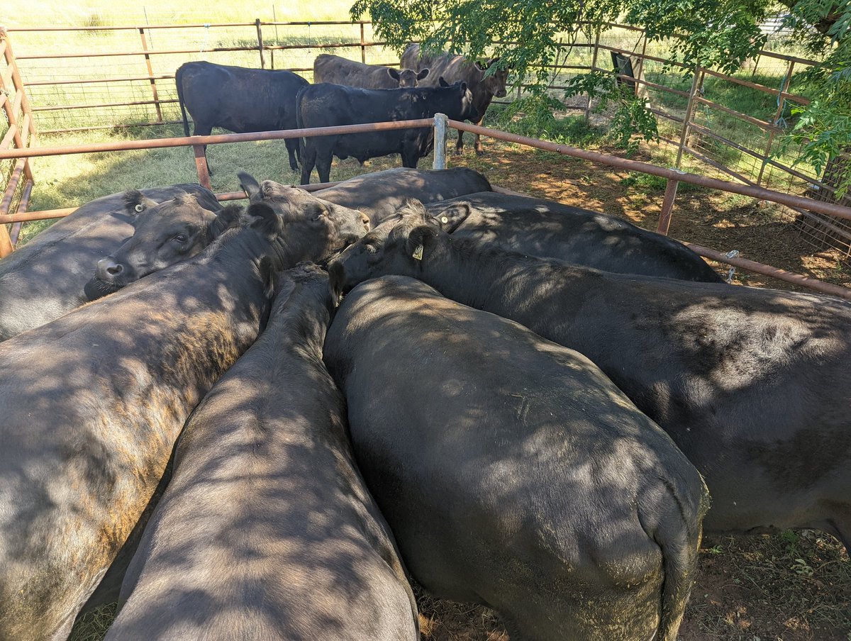 chapple_craig's tweet photo. @AndrewUphill Cattle we purchased and cattle we still recently https://t.co/ZuwljnUdGv