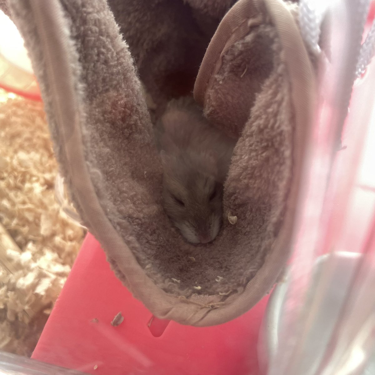 ___na89's tweet photo. はんもっくはむすたー
はんもっくおはむ
はむもっく
🐹 https://t.co/CWDPDaP7h1
