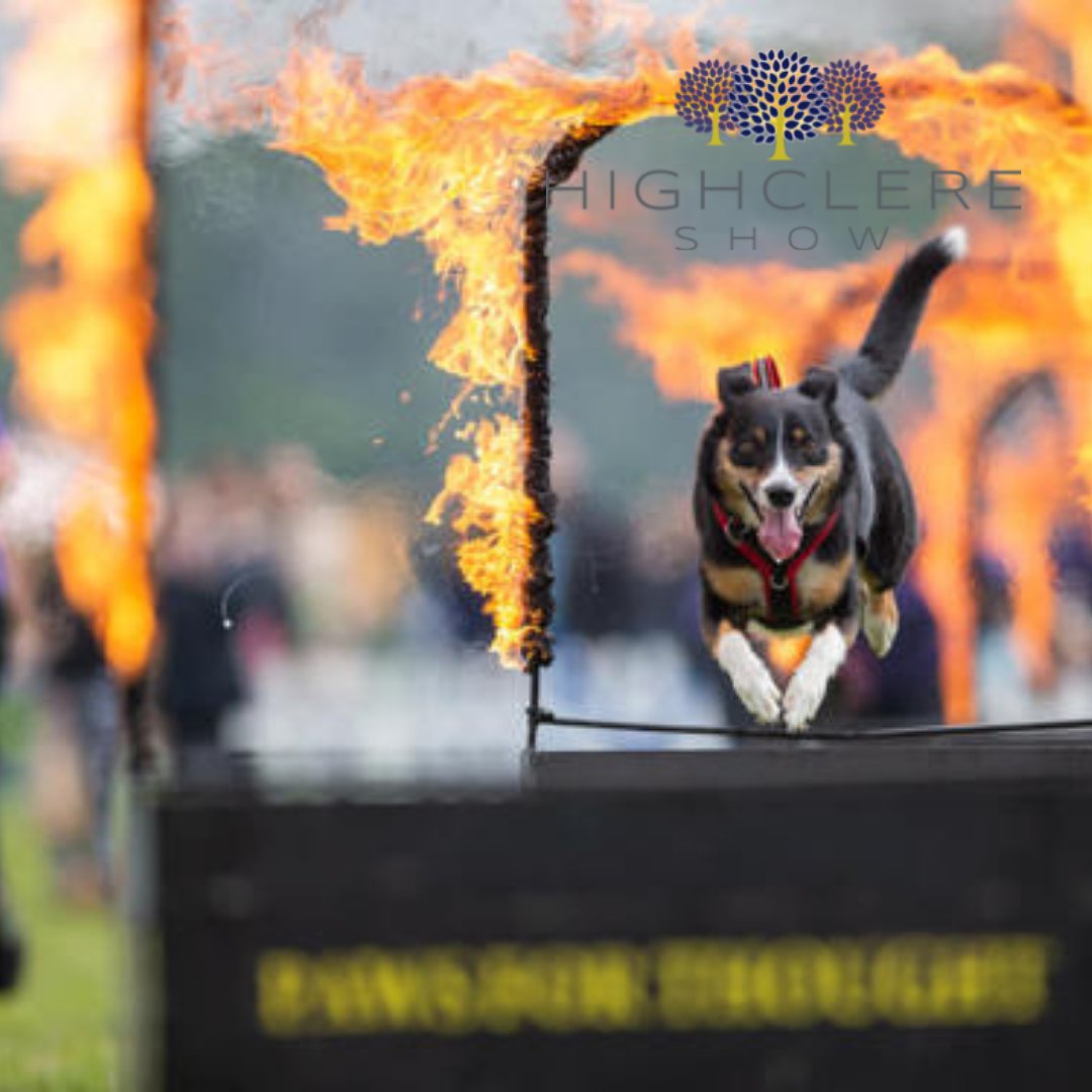 HighclereShow's tweet photo. NEW for 2022! The Paws for Thought Dog Display Team will be joining us at the #HighclereShow. Fun for all of the family (including our four legged friends), this years' Highclere Show is one not to be missed.

https://t.co/hIcR6em7CS

#SpringIntoAction #FamilyDayOut #Countryside https://t.co/r4CvvZB8Bl