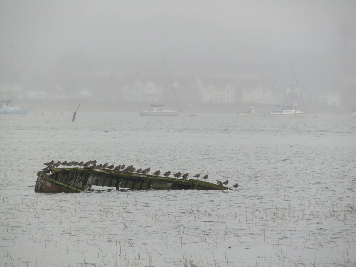 Visit the <a href="/harbourbirds/">Birds of Poole Harbour</a> Gallery Takeover at Poole Museum today!

The exhibition interprets the harbour’s rich and varied bird life, offering a range of interactive experiences that showcases the harbour’s ecological importance.

Image credit: Redshank, Holes Bay – Martin Adams