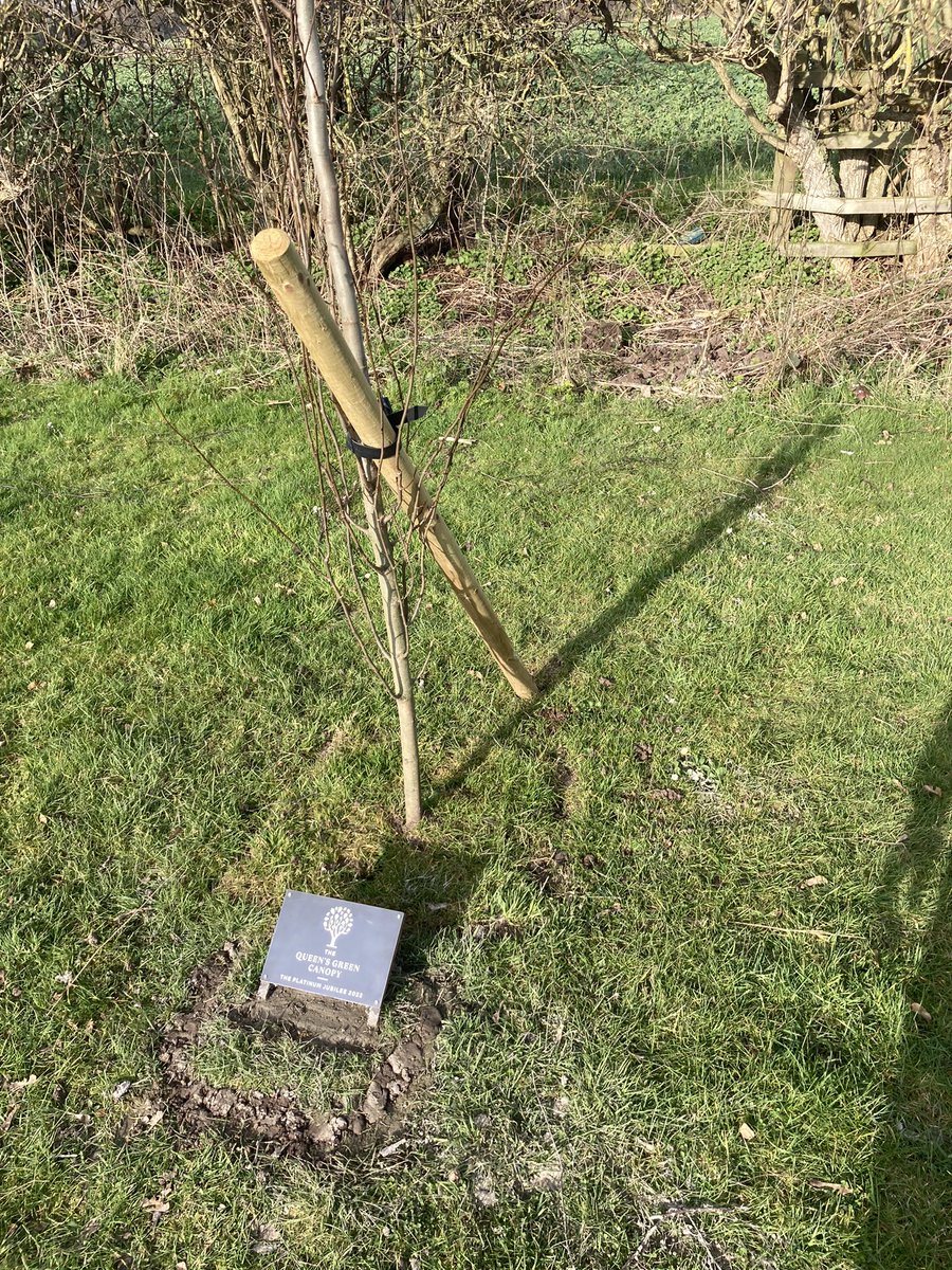 We’re planting silver birch and a poplar today as part of the #queensgreencanopy with help from <a href="/SchoolTollerton/">Tollerton Primary School</a> 

<a href="/QGCanopy/">The Queen's Green Canopy</a> <a href="/naco_civic/">NACO</a> 🌳 🌳 🌳