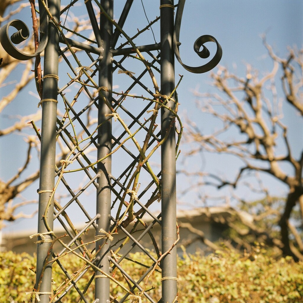 terugraphy08's tweet photo. *
🗓 2022.02
📍 山手
#film #mediumformat
📷 #zenzabronicas2
🎞 #pro400 #expiredfilm
#フィルムさんぽ #第78回フィルムさんぽ #カメスズ
==========
https://t.co/Gs63Ol1F25 https://t.co/podUfrdGOi