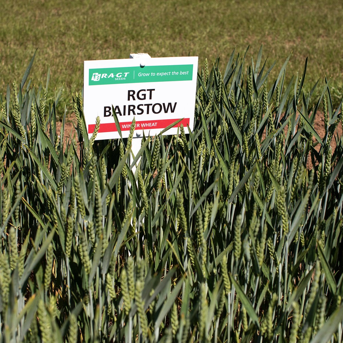 ragtseedsuk's tweet photo. RGT Bairstow has delivered exceptional results in all regions, building on its early promise as a consistent performer.

Learn more about RGT Bairstow: https://t.co/NXXS5kPW2R

#winterwheat #rgtbairstow #bairstow #wheat #ragt https://t.co/ImnqoZkAel