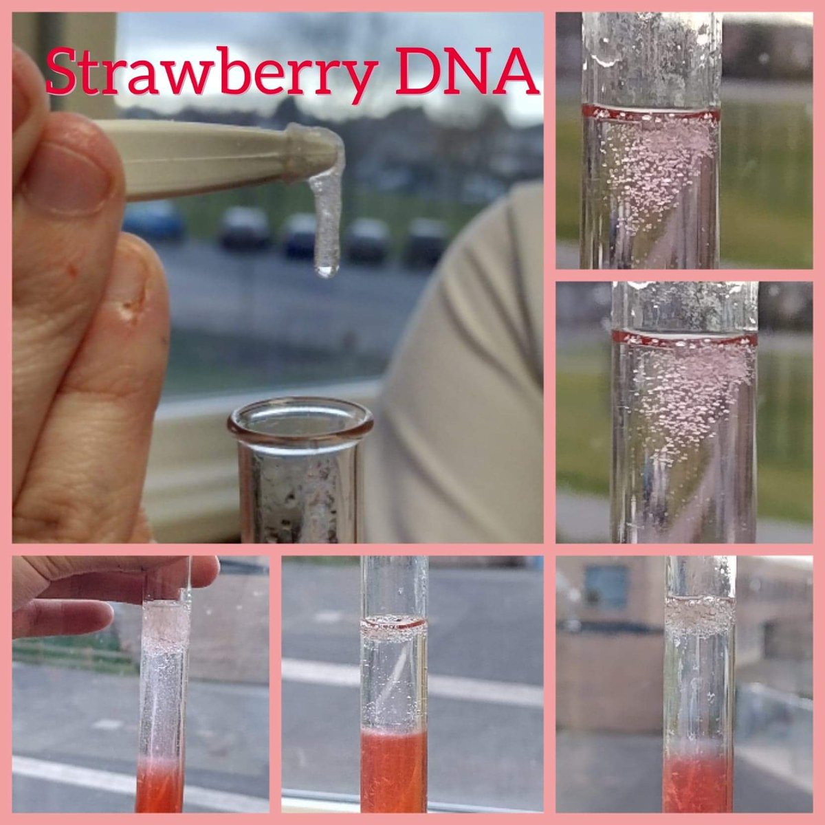 MHS_Science_'s tweet photo. STEM Club - extracting strawberry DNA! @MaghullHighsch #STEMeducation #DNA https://t.co/vuP9b7gfmH