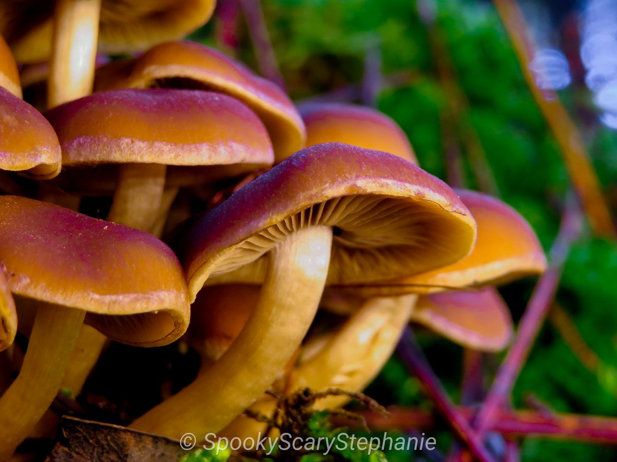 SpookyShrooms's tweet photo. Flammulina velutipes - Enoki

#mushrooms #focusonfungi #mycology #mycologyphotos #mushroomphotography #pnwfungi #fantasticfungi #nature #naturephotography #enokimushroom https://t.co/GgFGjtW7pN