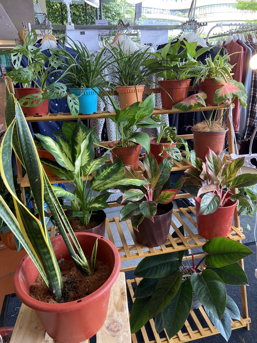 deeeats_'s tweet photo. Hello all! I’m selling plants this weekend ❤️ come by to Citta Mall to get your home some greens!!! https://t.co/Whkx5wmnZ1