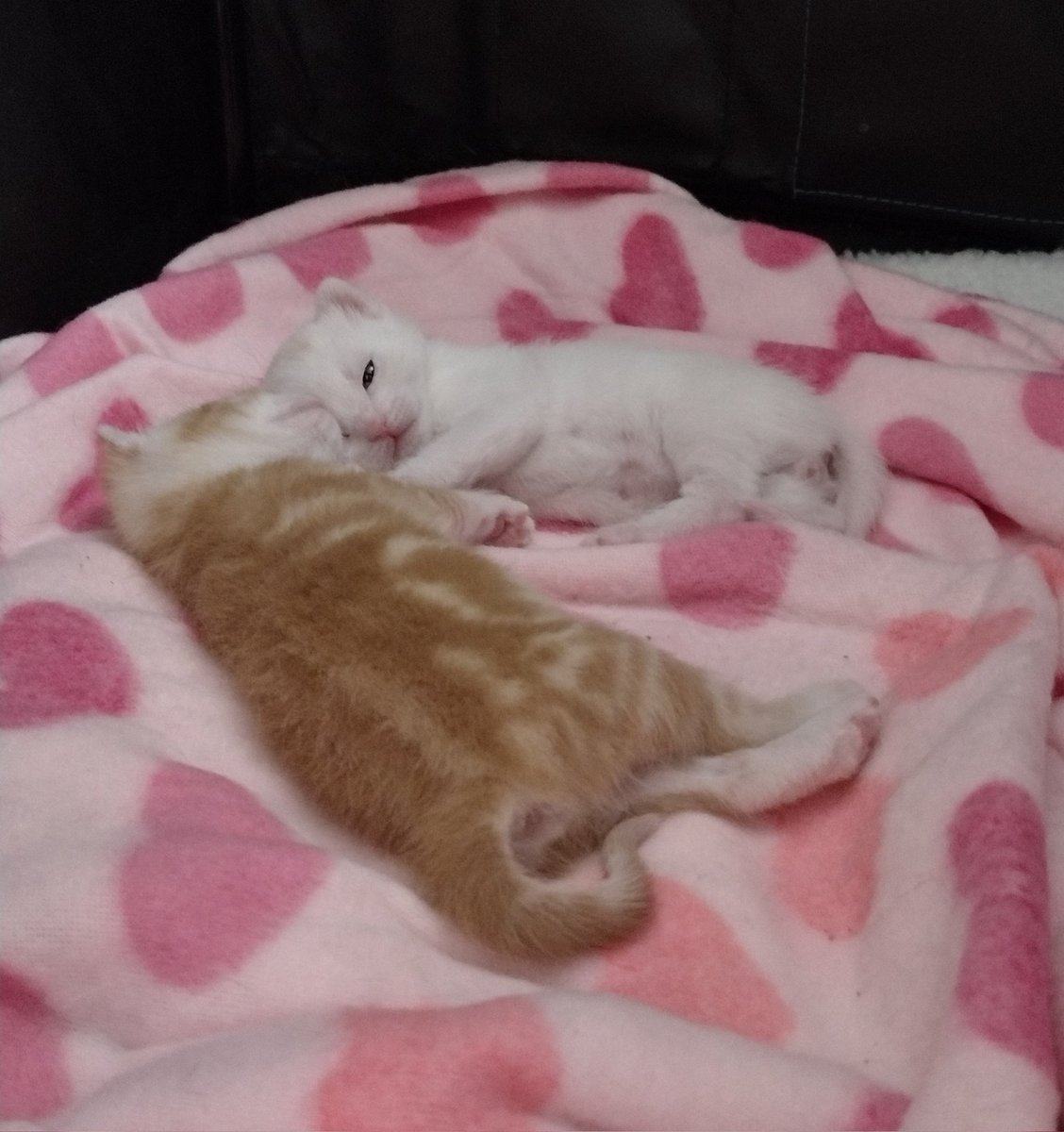 CagleCats's tweet photo. Wassup little guy https://t.co/XVV3rqchuv