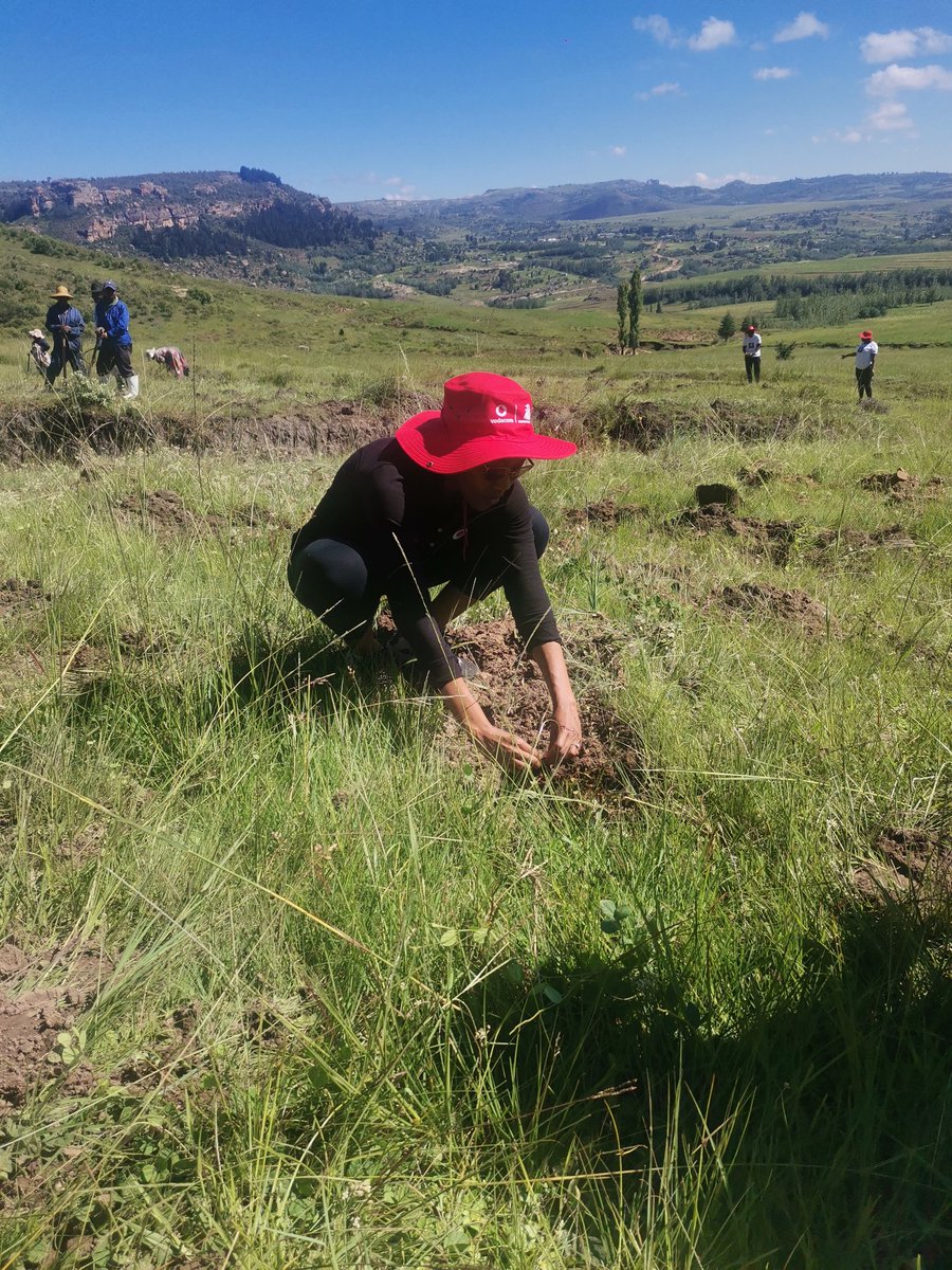 ManongPinki's tweet photo. Yesterday I contributed to saving the planet by planting Trees with Limomonane Trust, at Menkhoaneng in Leribe.
What are you doing to restore the environment???
#10ThousandTrees https://t.co/dfvujCBrWa