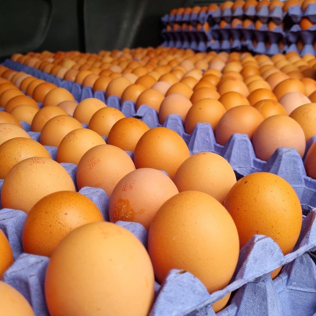 It’s Friday folks! We are out delivering to #Knutsford &amp; #Middlewich this morning sporting our fabulous new Sapling Farm / Egg Lady gilets. If you spot us, give us a wave! #eggs #freshproduce #healthyeating #cheshire #Happyhens #manchester