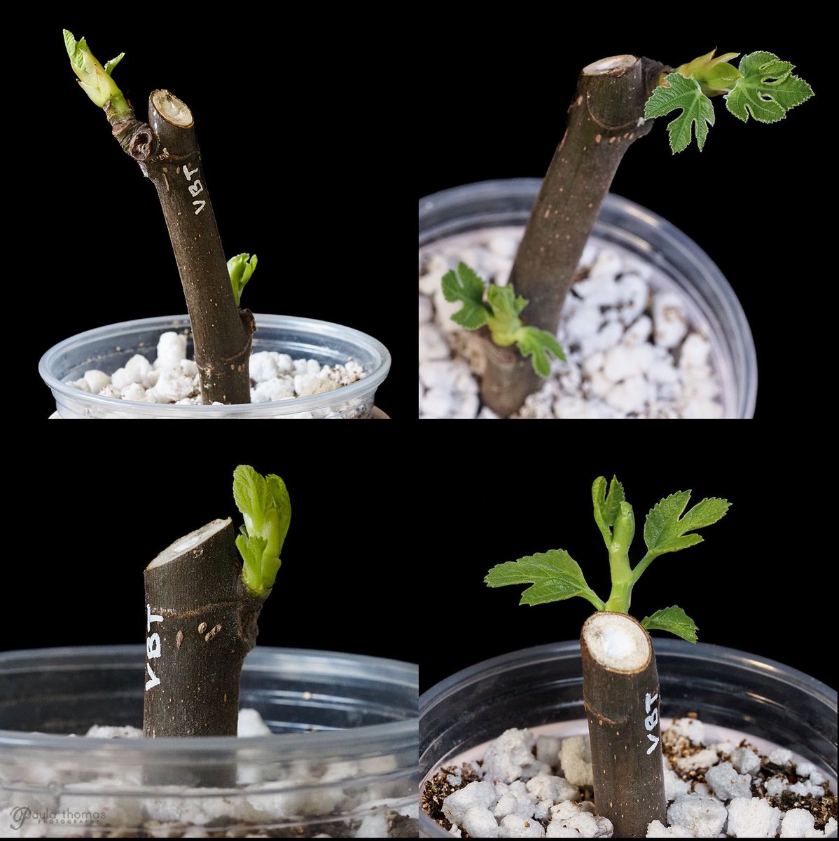 gapey's tweet photo. Fig cutting are leafing out! #figs #figcuttings https://t.co/ijXjULEJUv