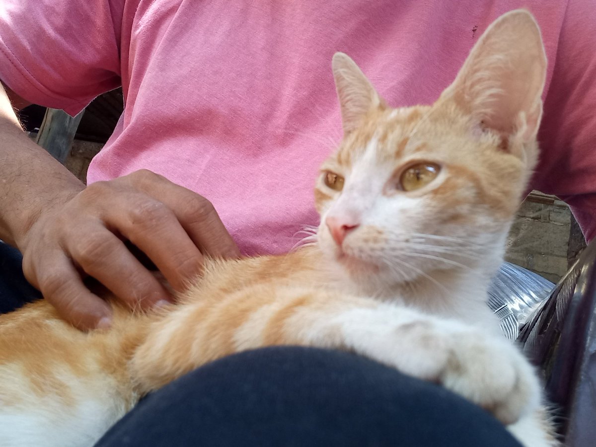 bayardo_ramon's tweet image. Es lo más bello que tengo en mi vida y mi casa ... Mi niño bello y hermoso #Pichirilo