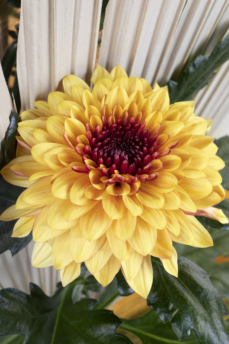 Deliflor Chrysanten tweet media