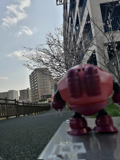 咲き始めました 