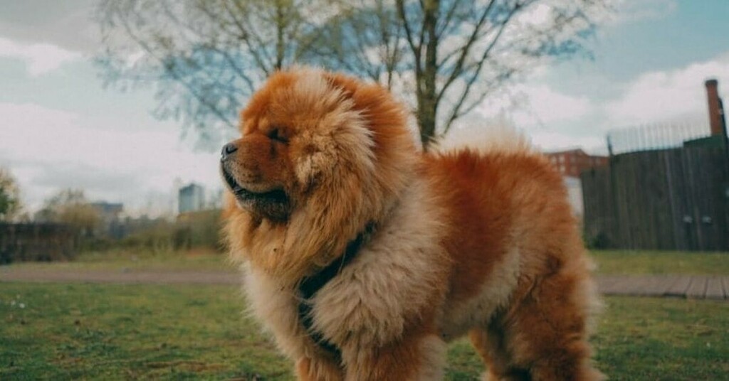 DogNeedsBest's tweet photo. What’s up, dog?
#dogs #dogsofinstagram #doglover #chowchow #cutedogs #instadog #instapet #DogNeedsBest https://t.co/Ey9hMswrEk