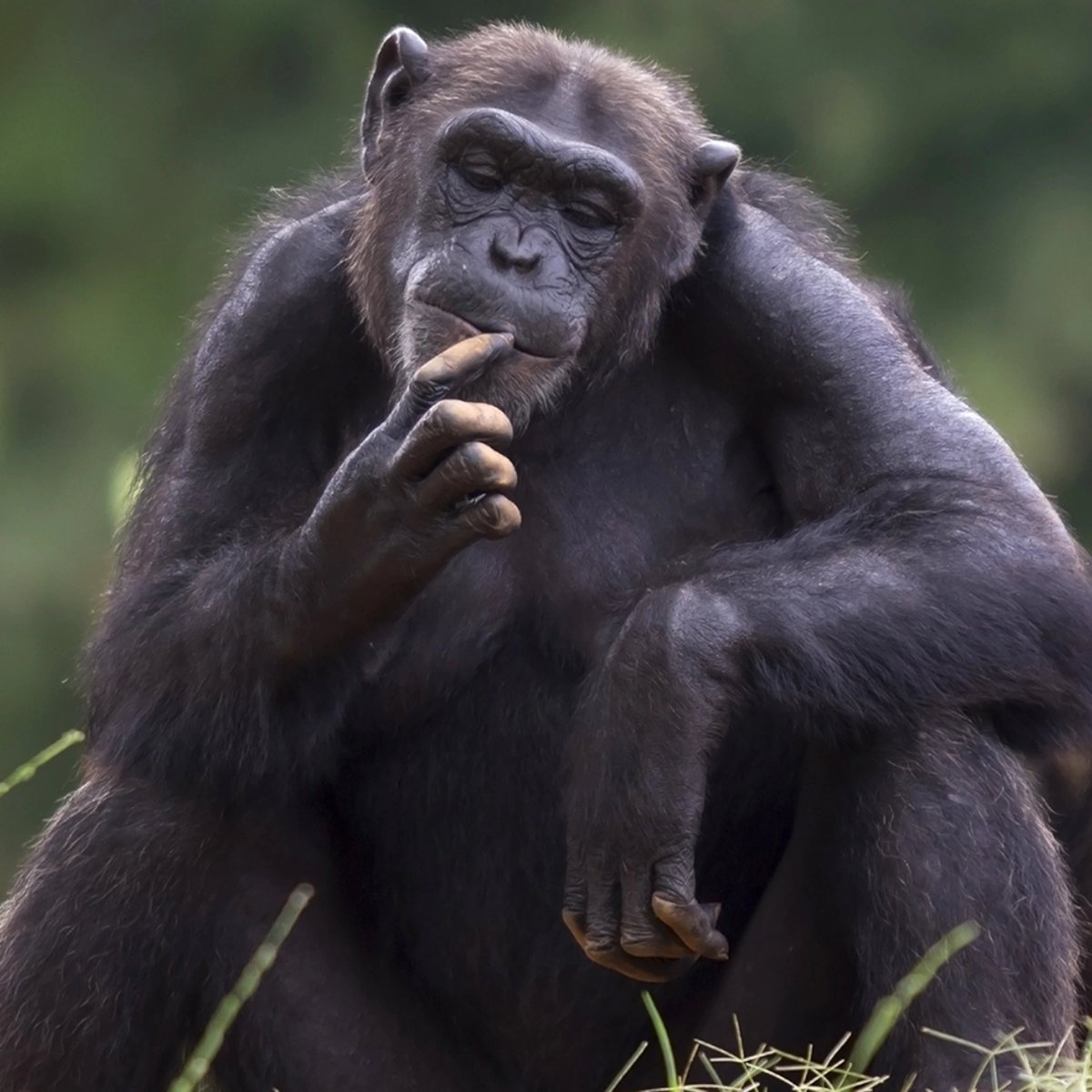 ShireenTurner's tweet photo. Check out the Portfolio I created as part of Writing 39C focusing on chimpanzees!! #39canimals
 https://t.co/pyjQw1cIDD https://t.co/Vc6xpwBJlm
