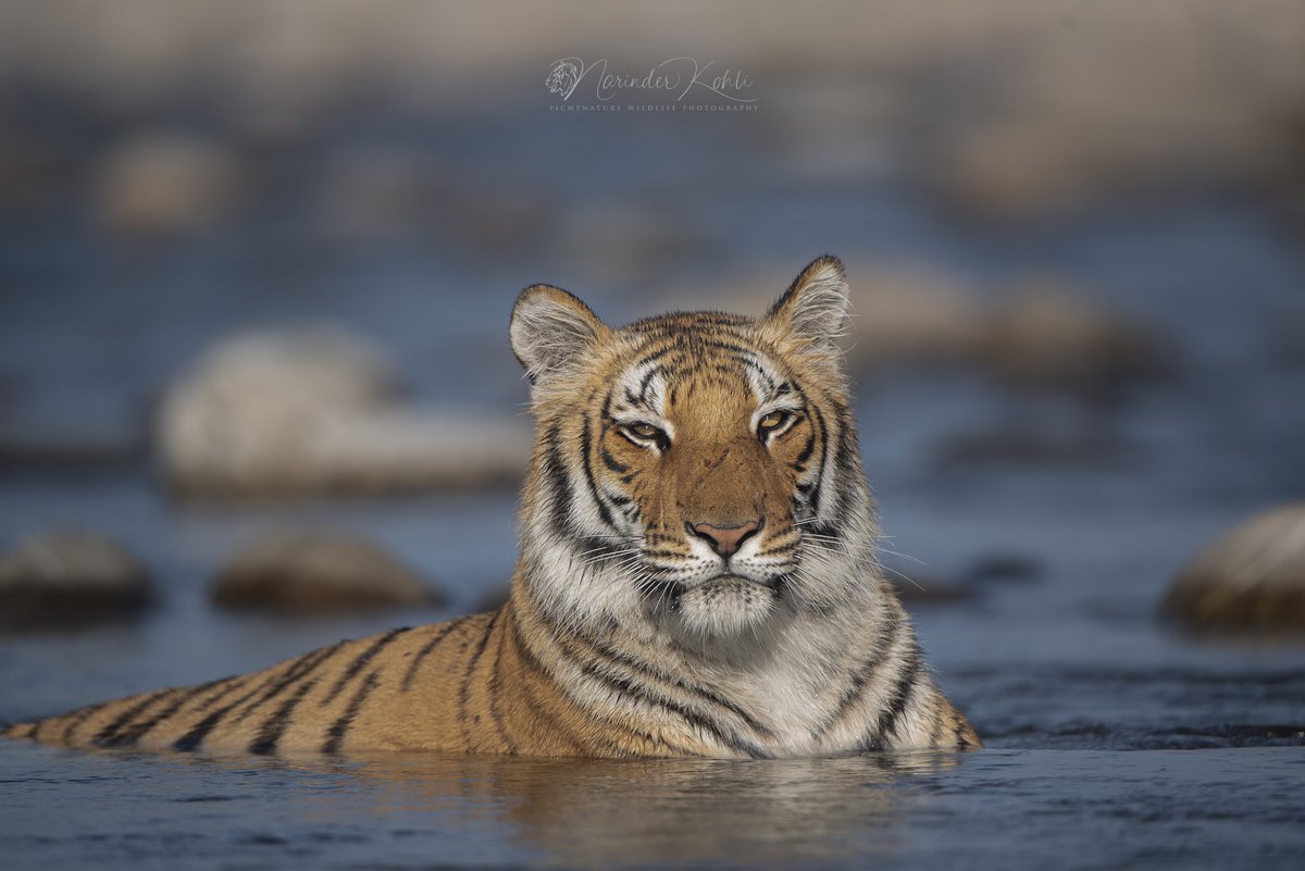 One of the best Tiger Portraits clicked this season. Choti Paarwali from Corbett Tiger Reserve

@CorbettTigerReserve @natgeowild @natgeowild <a href="/NatGeoPhotos/">Nat Geo Photography</a> @NatGeoMag <a href="/NikonUSA/">NikonUSA</a> <a href="/NikonCanada/">Nikon Canada</a> <a href="/NikonIndia/">Nikon India Official</a> <a href="/NatureIn_Focus/">Nature inFocus</a> <a href="/indianwildlifes/">Indian Wildlifes</a> <a href="/Tigers4Ever2010/">Tigers4Ever</a> <a href="/WWF_tigers/">WWF Tigers</a> <a href="/WCT_India/">Wildlife Conservation Trust (India)</a>