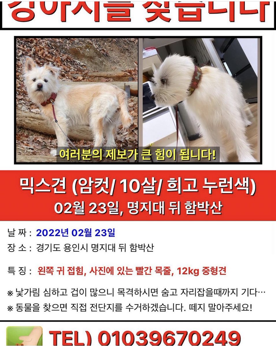 __butlotusroot's tweet photo. 명지대 뒤 함박산에서 잃어버렸다고 해요ㅠㅠ

근처 지내시는 분들은 눈여겨봐주시면 감사하겠습니다 https://t.co/oTmSj1DEz6
