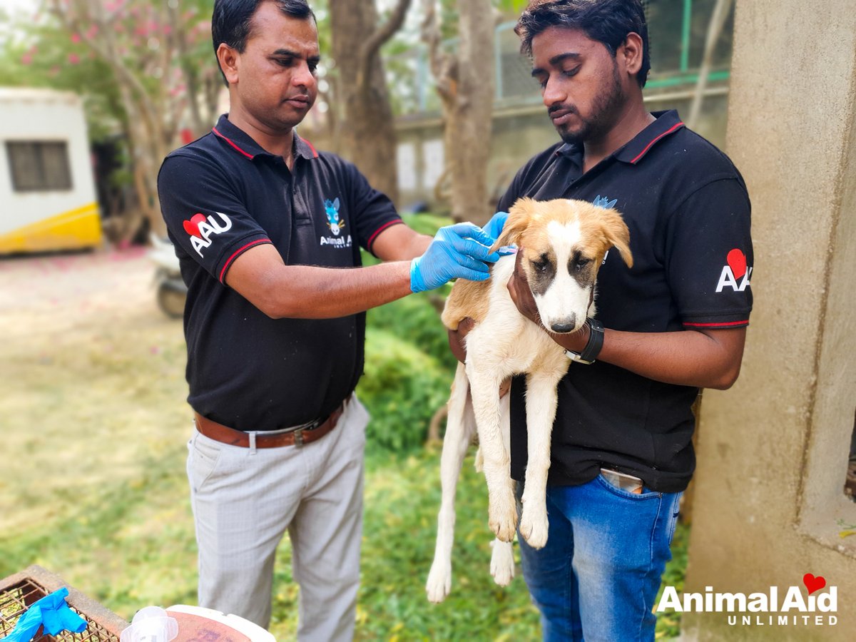 Animal Aid Unlimited on Twitter: Animal Aid Unlimited on Twitter: