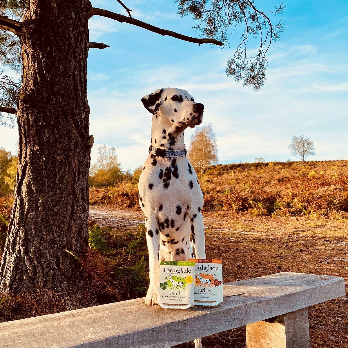 Forthglade's tweet photo. Looking out for the weekend 👀

📸: dally.duo (IG) Forthglade Ambassadogs* 🐶

#FridayFeeling #FridayDogs #DogsOfTwitter #WeLoveDogs https://t.co/XZM1yg5Pwv