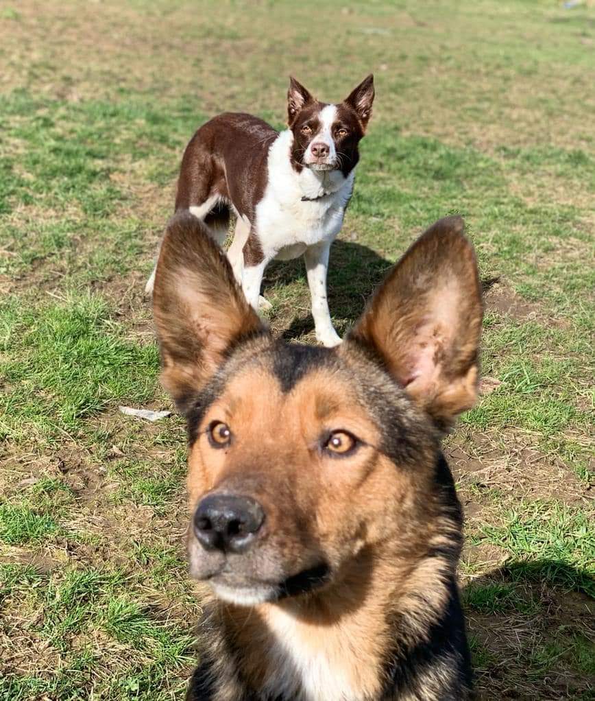 HartCollie's tweet image. One of our kelpie cross females has found herself a lovely new home
🖤🤍Good luck Iggy 🖤🤍