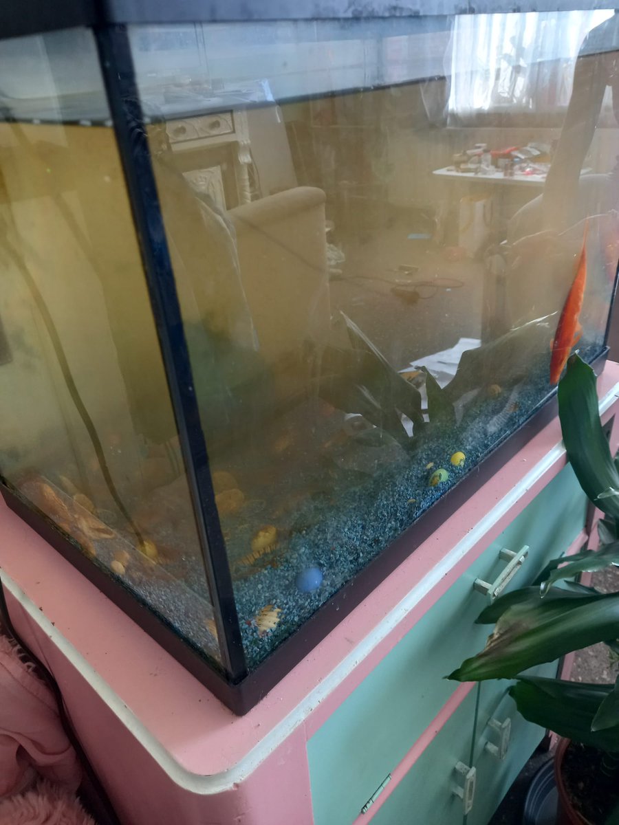 LindaLID1's tweet photo. Ook vissen hebben recht op een schone huisvesting. Nav een melding bij @Meldpunt144  dit aquarium aangetroffen. voldoet op meerdere punten niet.  Via bestuursrecht krijgt eigenaar een maatregel opgelegd om dit te verbeteren. @RVO_Nederland #lid #dierenwelzijn https://t.co/m2UAhOqMlQ