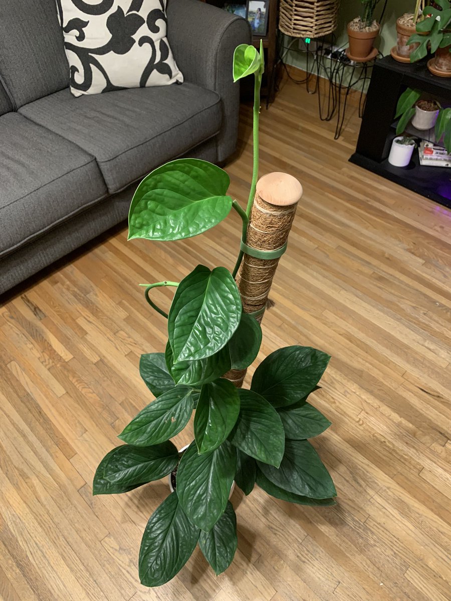 plantymike1005's tweet photo. This cutie just keeps growing. Anyone know how to induce fenestrations?
#plantthread #planttwitter #monstera #pinnatipartita #aroids #ThursdayWisdom https://t.co/0Q8e0hjS6n