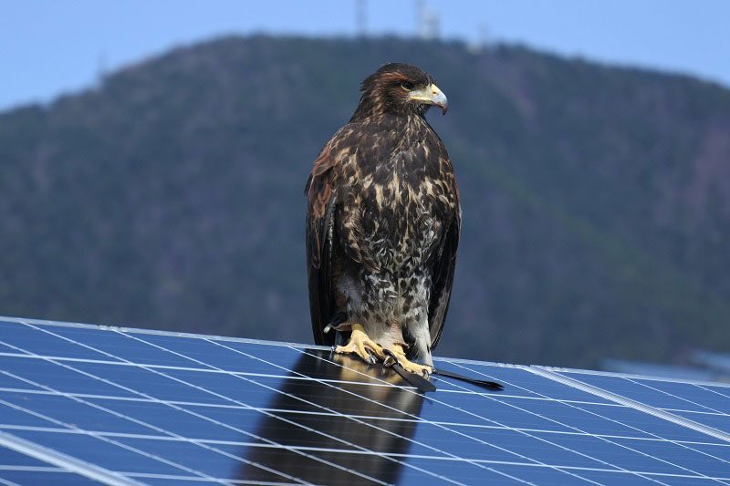 In Japan there is now a minor boom in  falconry: crows are attacking solar power plants with stones, and the only effective way to keep crows away is to deploy falcons. One trained falcon making 60 attack sorties a day can protect 100,000 solar panels from vengeful crows.