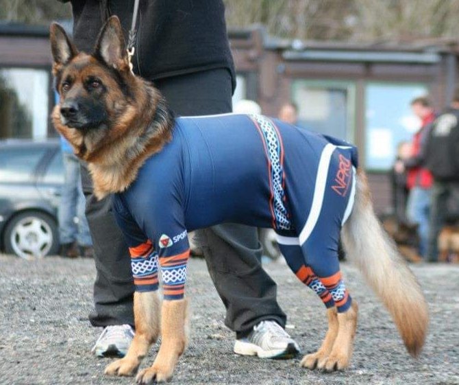 Stokkedokke's tweet photo. Gipsy in the offical norwegian VM ski suit, back in 2013.😂😜
She and our famous Petter Northug. 🤩😜😂🤩🇳🇴
#dogsoftwitter #GermanShepherd #ski #VM2013 #FridayFeeling https://t.co/3NjNvdRXiV