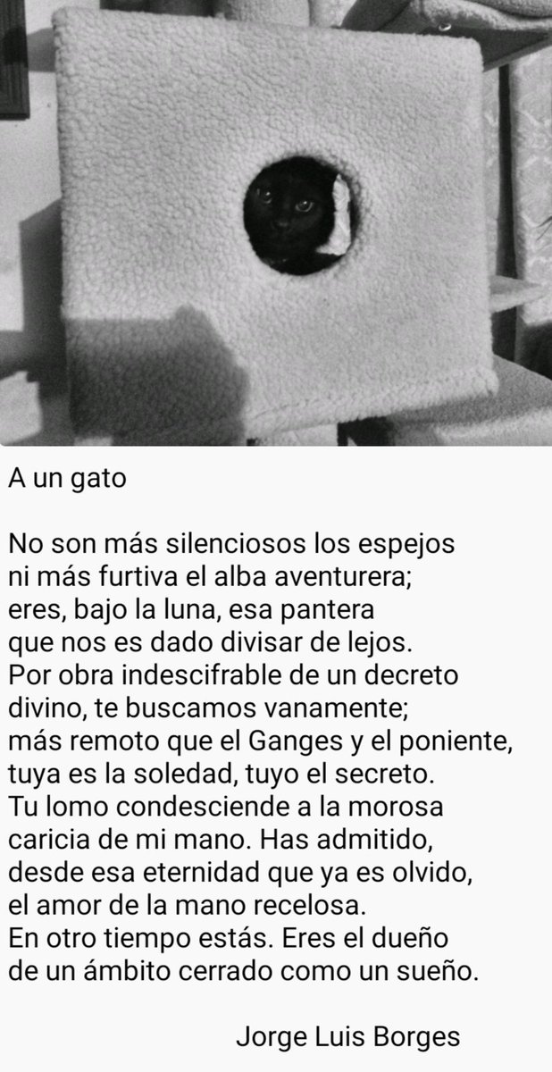 Darvigz's tweet photo. En memoria de Blacky ♥️ https://t.co/jSlGRKx1eQ