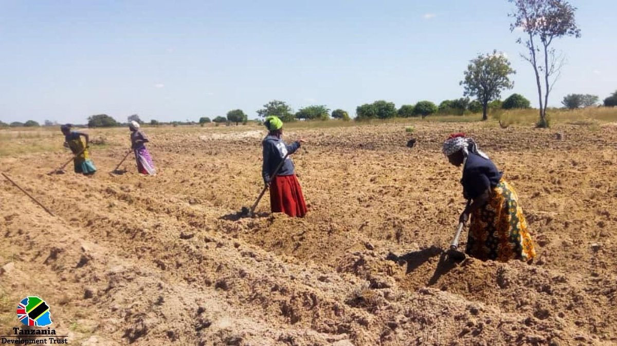 tanzdevtrust's tweet photo. Across Tanzania, women's individual input in crop production is at 40%.
The CEDO project in Tabora Tanzania celebrates the strength of women & their importance in agriculture. Read more at https://t.co/LTdP8LxnaV
#IWD2022 #BreakTheBias #WomenWeek #FemaleEmpowerment #BeginsNow https://t.co/kOn5sI1kBi