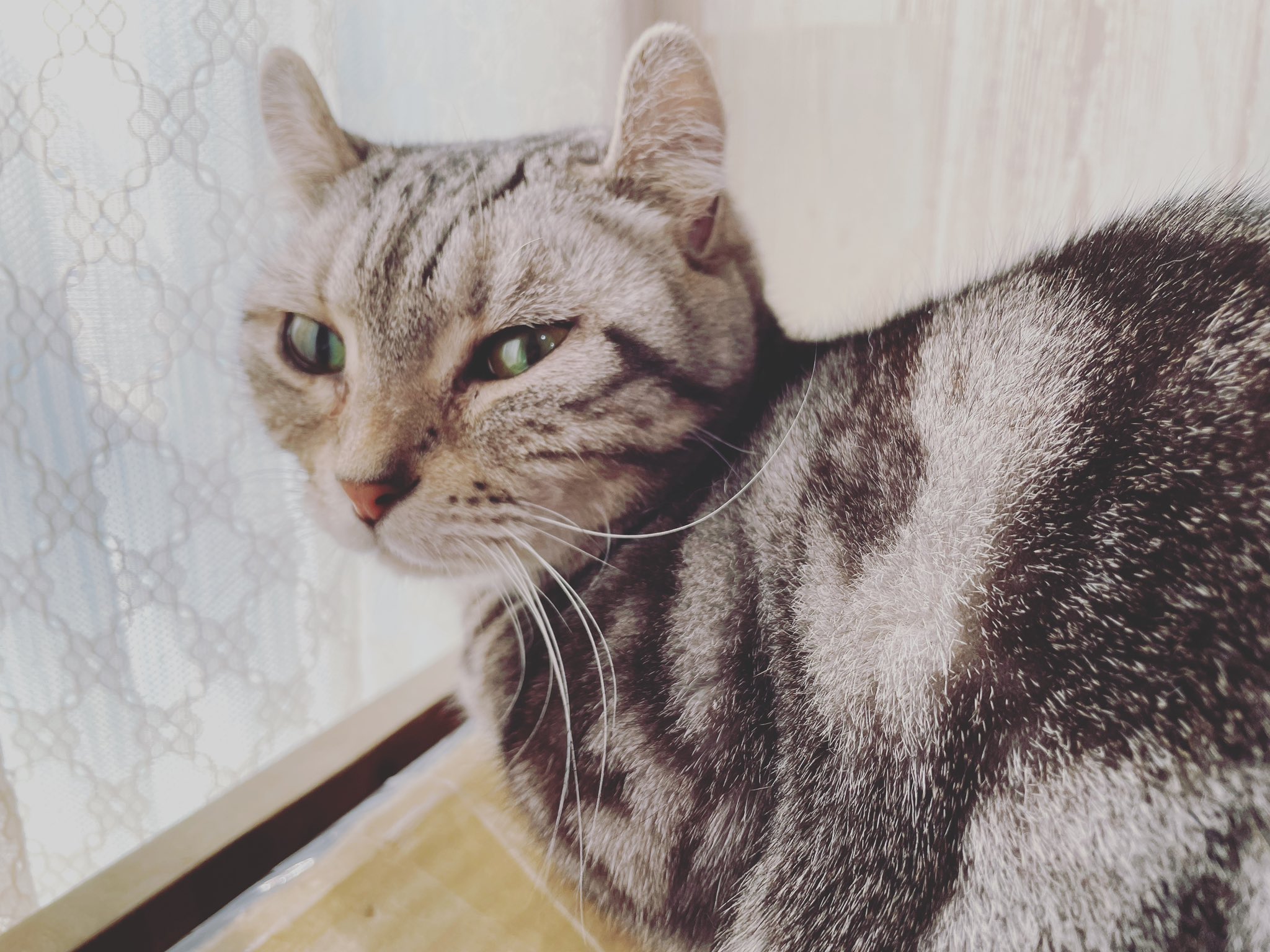 猫カフェ紅葉 大阪 泉南市 Nekocafemomiji Twitter