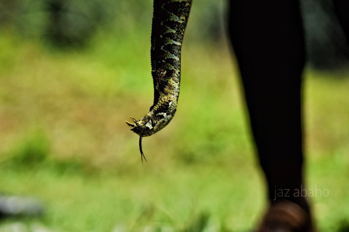 JazAbaho's tweet photo. A mother of wonders , producing about 51 neonates/ snakelets - Rhinoceros viper.
*CTC conservation center*
@ajazphotography
#reptiles
#snakeworld
#wildlifephotography https://t.co/qKRO7Id5EM