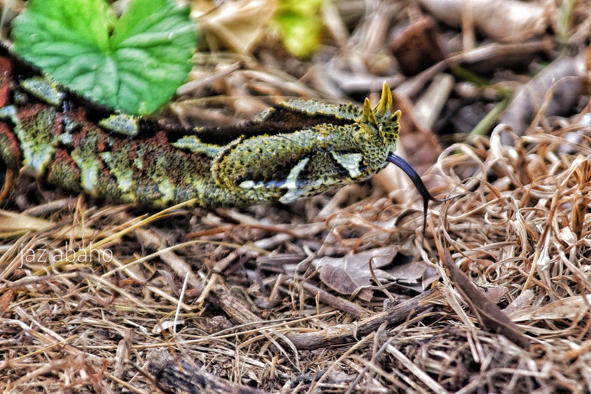 JazAbaho's tweet photo. A mother of wonders , producing about 51 neonates/ snakelets - Rhinoceros viper.
*CTC conservation center*
@ajazphotography
#reptiles
#snakeworld
#wildlifephotography https://t.co/qKRO7Id5EM
