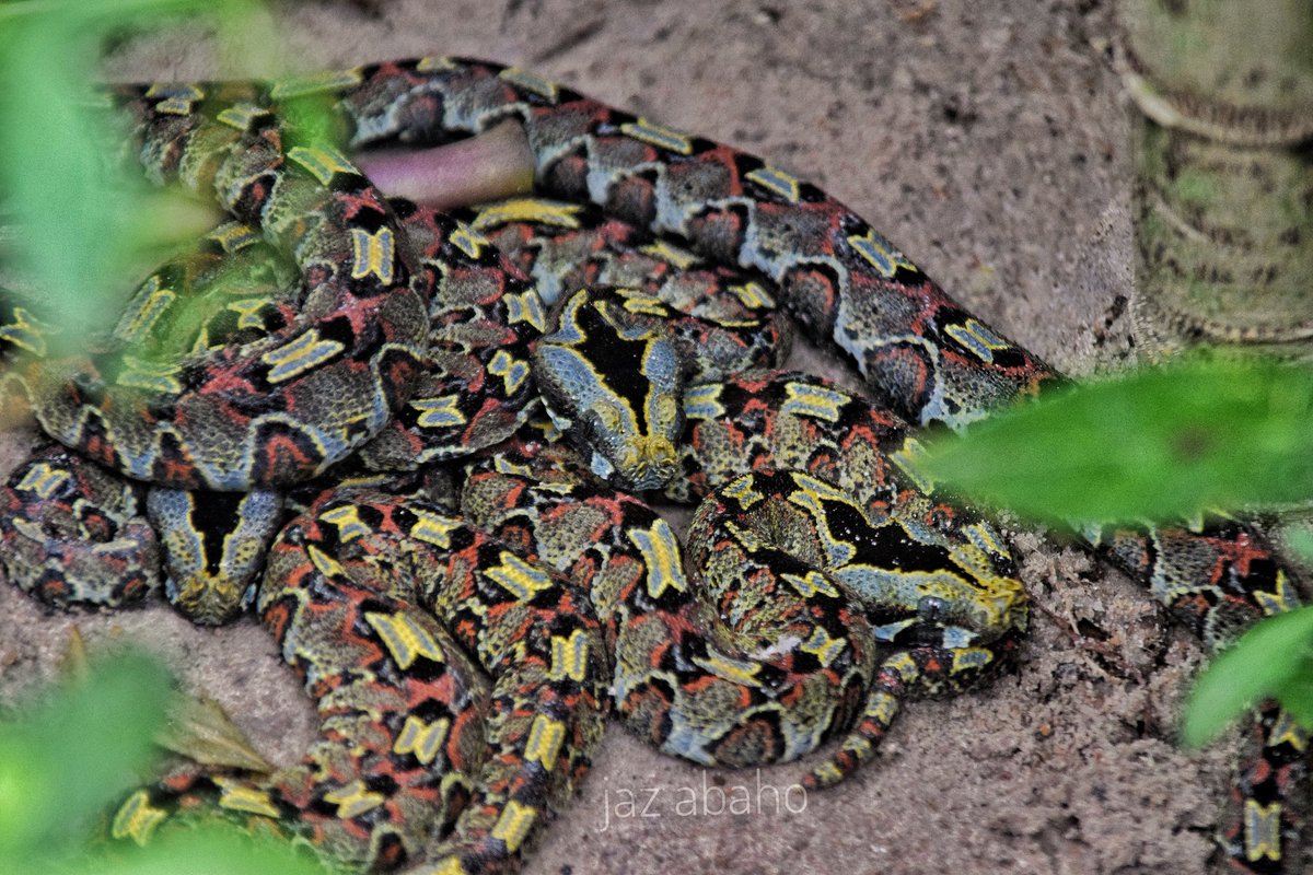 JazAbaho's tweet photo. A mother of wonders , producing about 51 neonates/ snakelets - Rhinoceros viper.
*CTC conservation center*
@ajazphotography
#reptiles
#snakeworld
#wildlifephotography https://t.co/qKRO7Id5EM