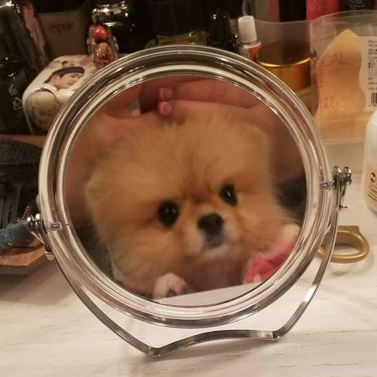 Dandaulove's tweet photo. My little fur baby :) https://t.co/M75rAQ5CyV