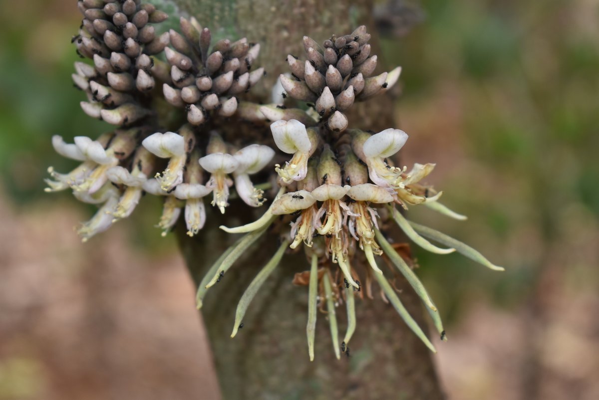 The East African Herbarium (EA) tweet media