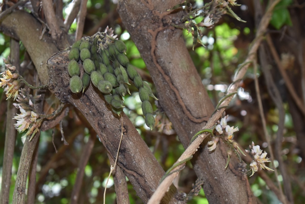 The East African Herbarium (EA) tweet media
