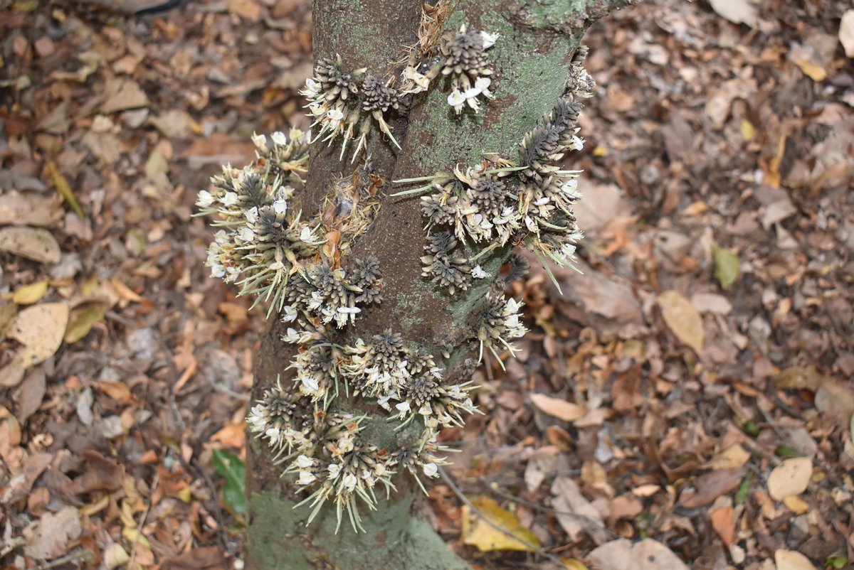 The East African Herbarium (EA) tweet media