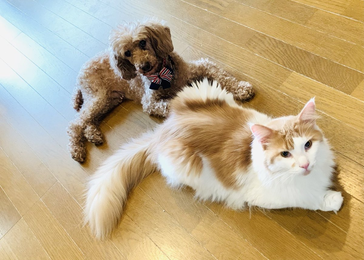 cattery_funfun's tweet photo. 長い間共に暮らしてきたワンコにそろそろお迎えが来そうです…😭

家族の一員として存在感大のワンコその名もAngel👼

16歳の老犬です。昨晩からご飯も食べれていない。

ヤダッ‥涙で…うぅ

#お迎え　#老犬　#老犬介護　#逝かないで https://t.co/sITkldPtAu